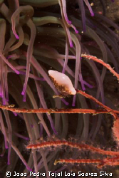 Neosimnia spelta, a small gastropod mollusc, crawling ove... by Joao Pedro Tojal Loia Soares Silva 